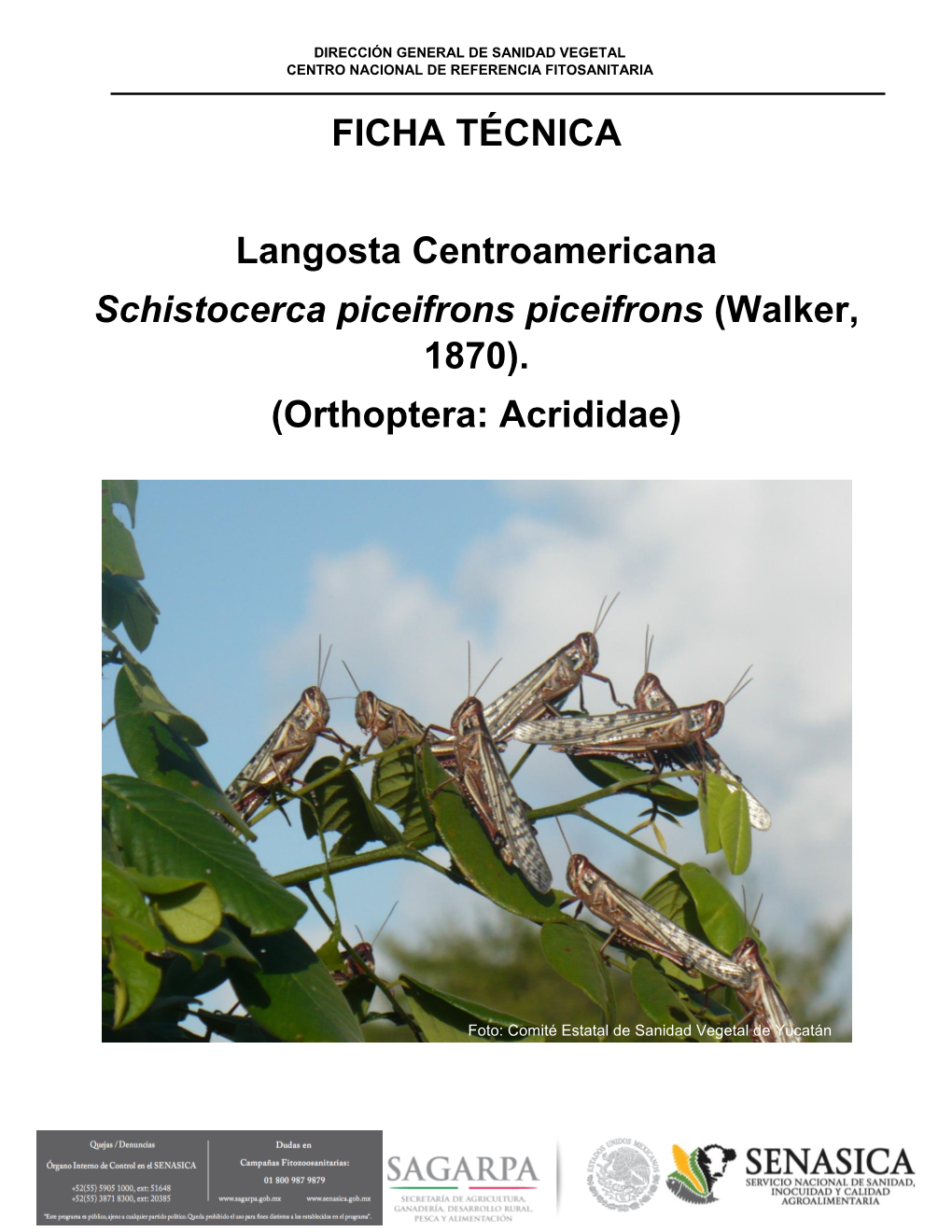 FICHA TÉCNICA Langosta Centroamericana Schistocerca