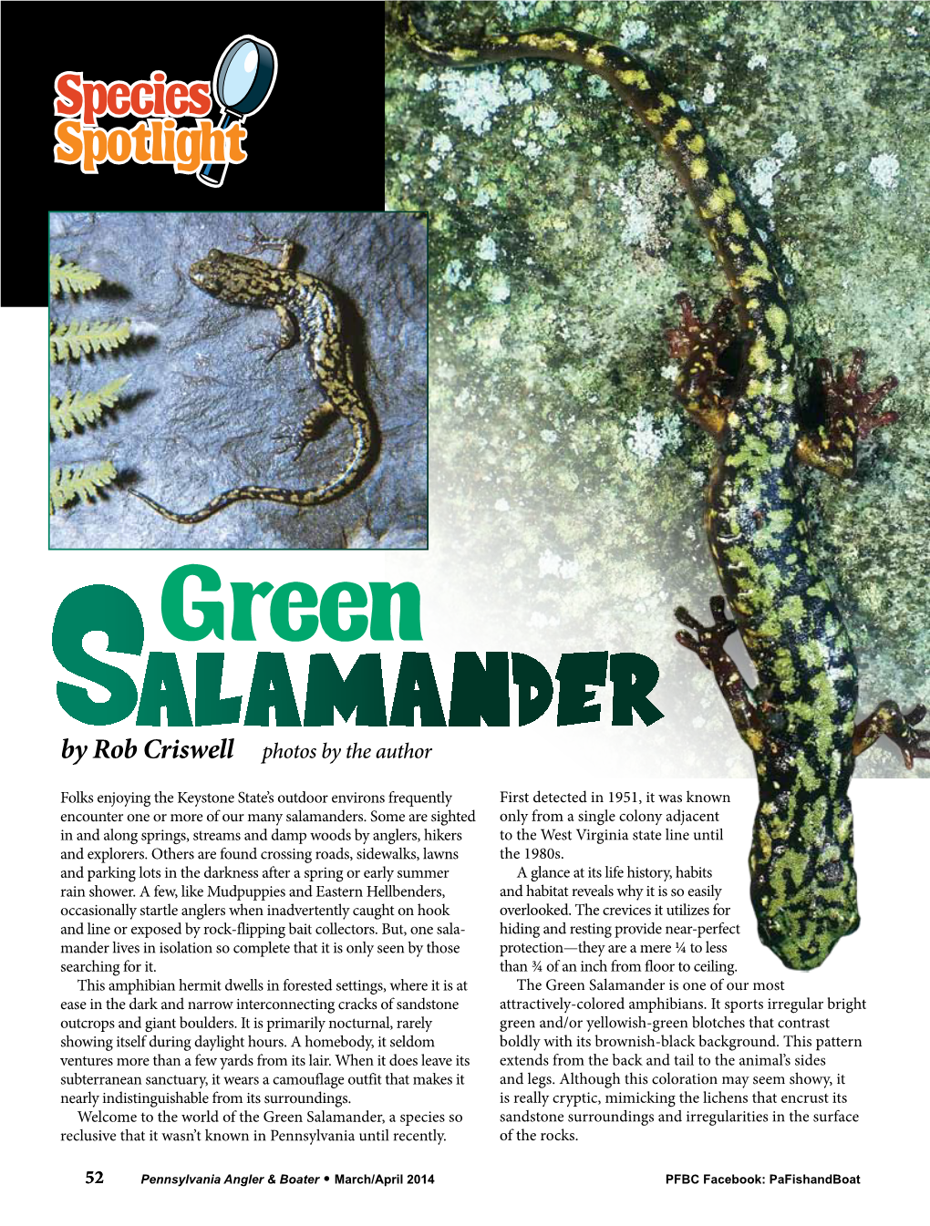 Green Salamander Is One of Our Most Ease in the Dark and Narrow Interconnecting Cracks of Sandstone Attractively-Colored Amphibians