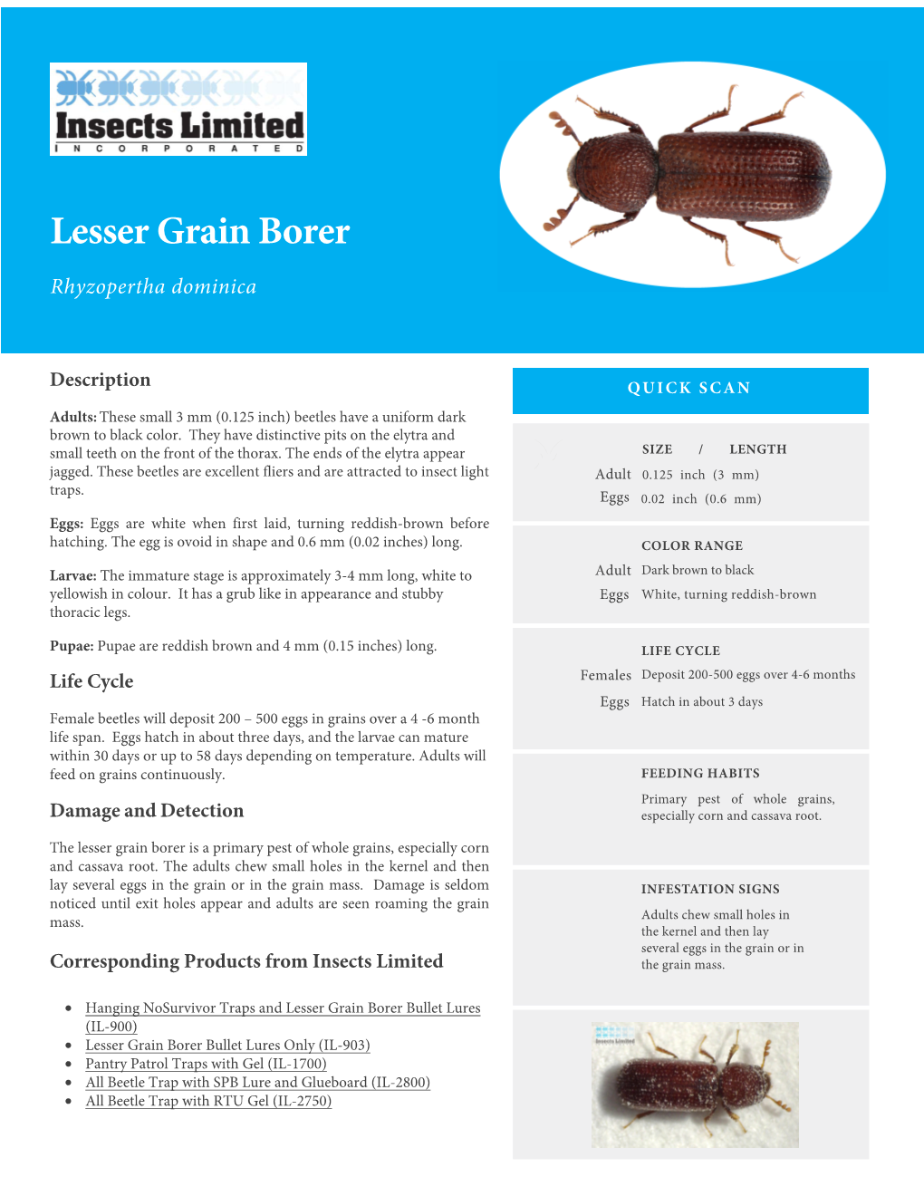 Lesser Grain Borer Rhyzopertha Dominica