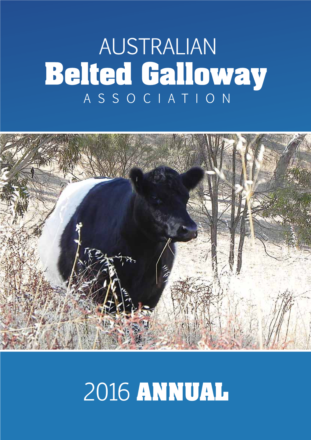 Australian Belted Galloway-2016 Annual