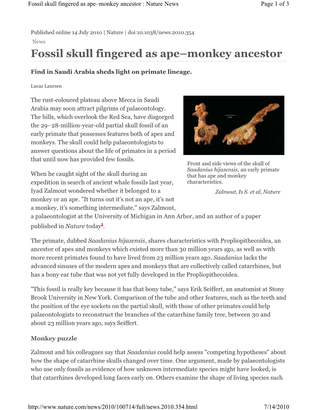 Fossil Skull Fingered As Ape–Monkey Ancestor