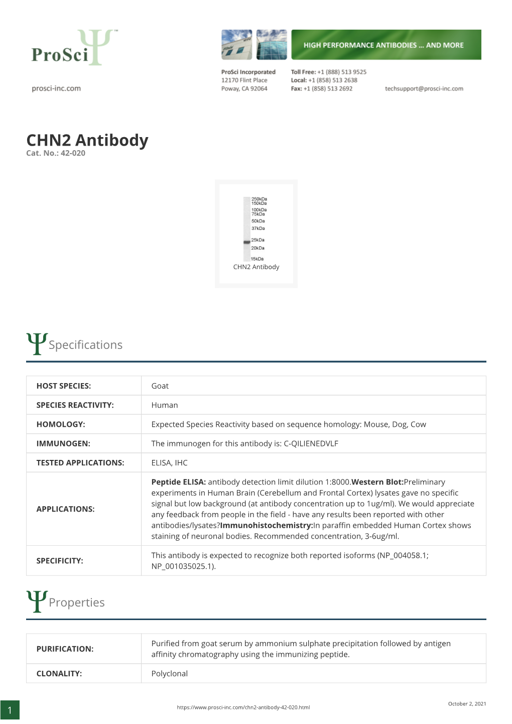 CHN2 Antibody Cat
