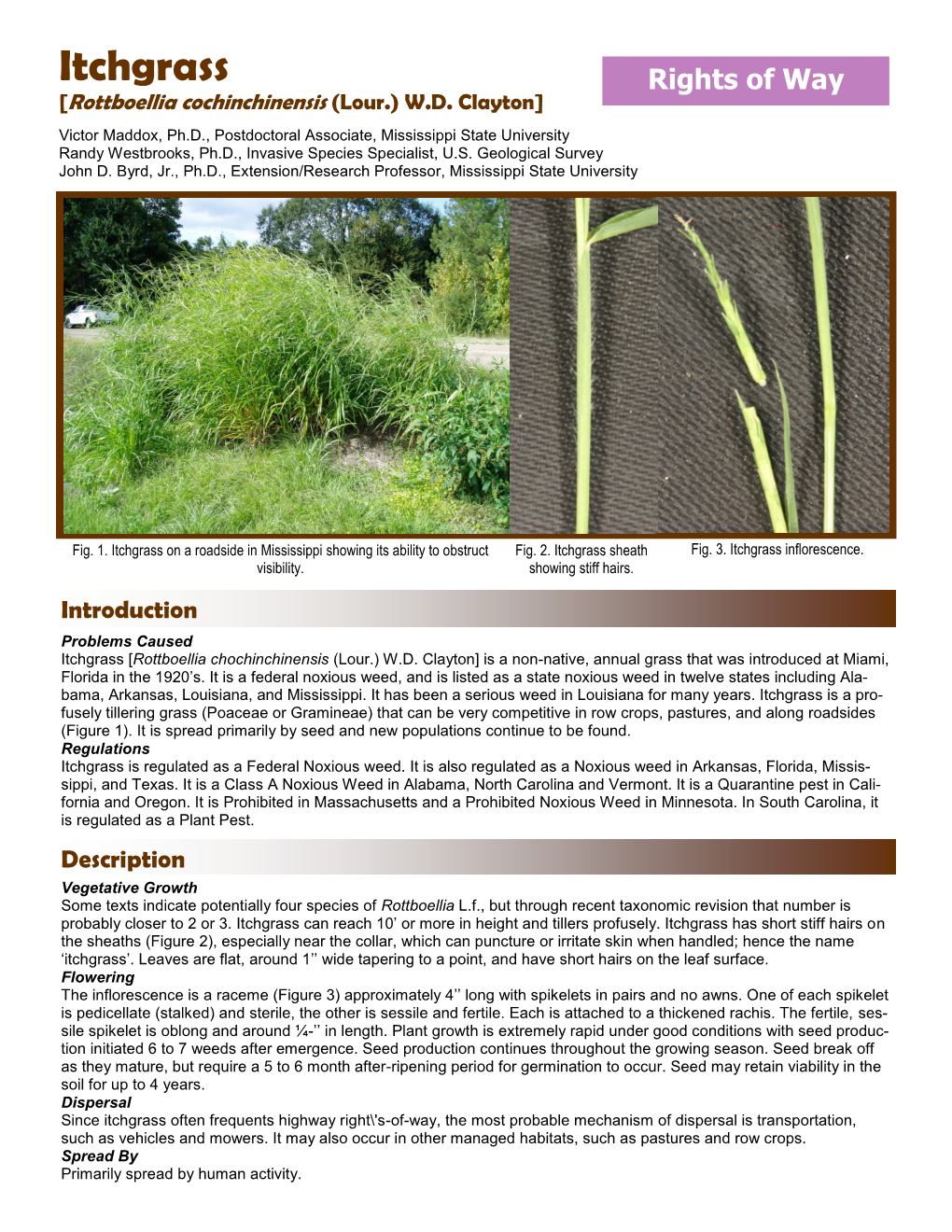 Itchgrass Rights of Way [Rottboellia Cochinchinensis (Lour.) W.D