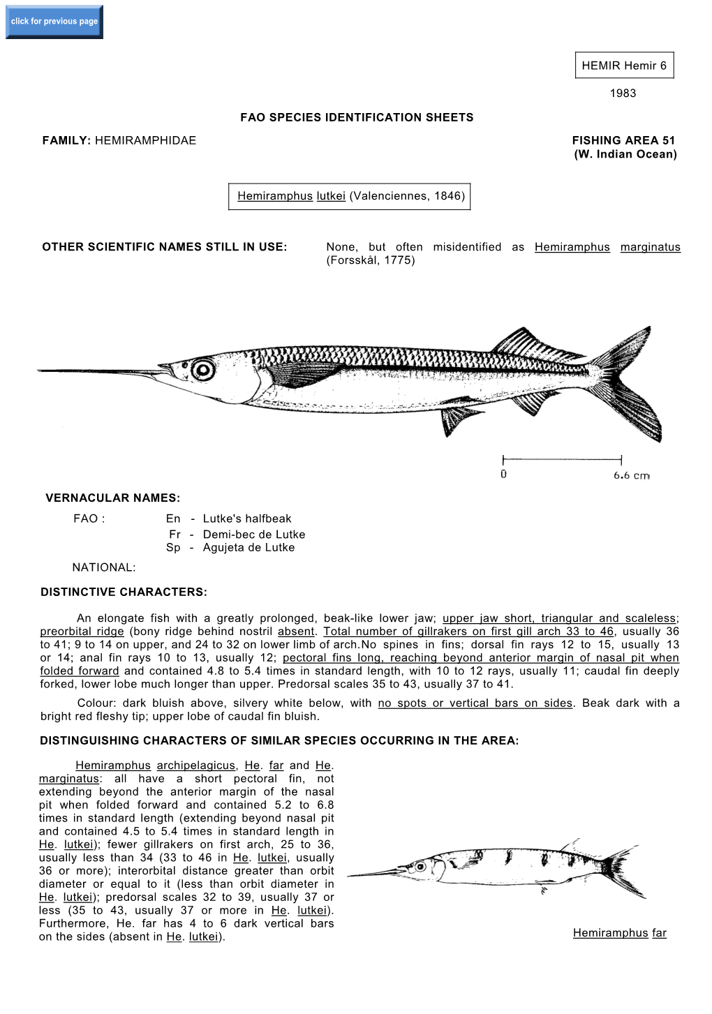 Hemiramphus Lutkei (Valenciennes, 1846)