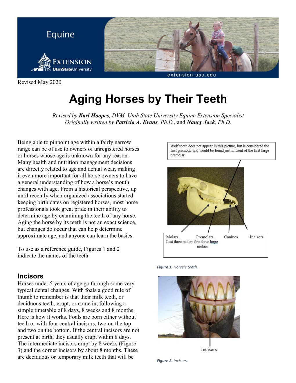 Aging Horses by Their Teeth