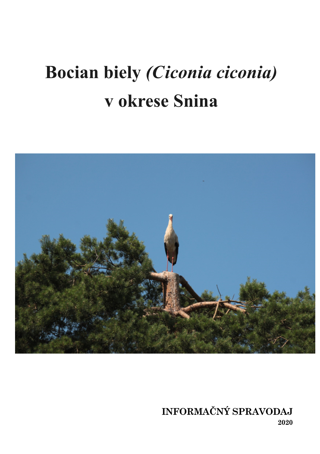Bocian Biely (Ciconia Ciconia) V Okrese Snina