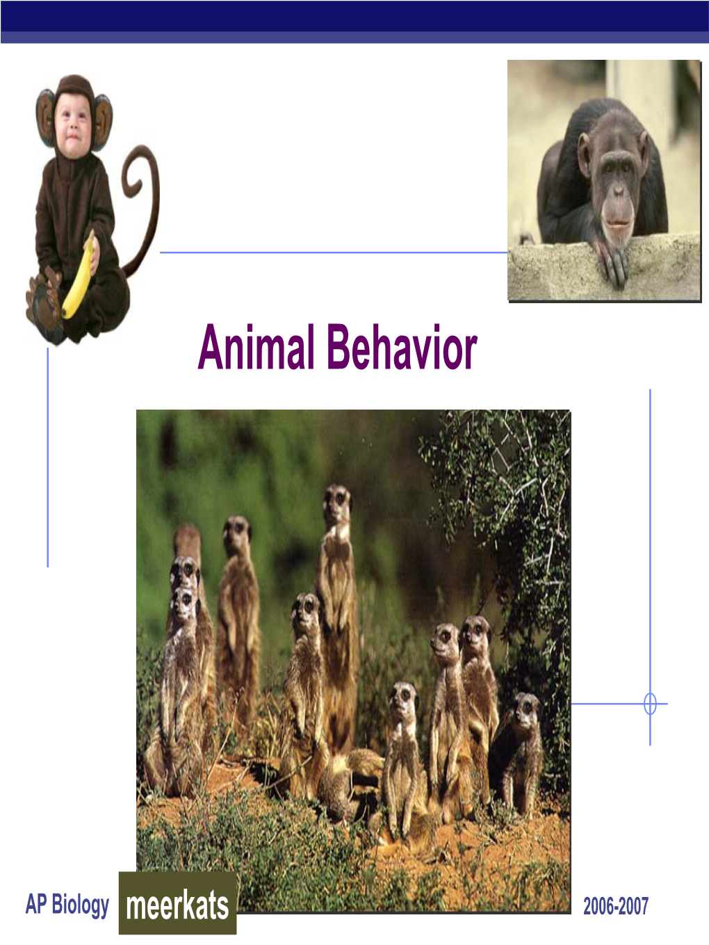 Animal Behavior