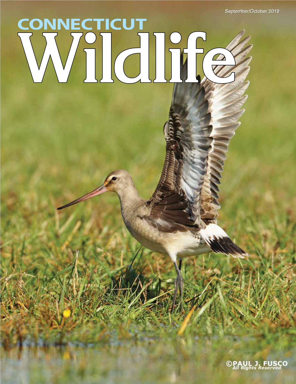 Connecticut Wildlife September/October 2019 Contents September/October 2019