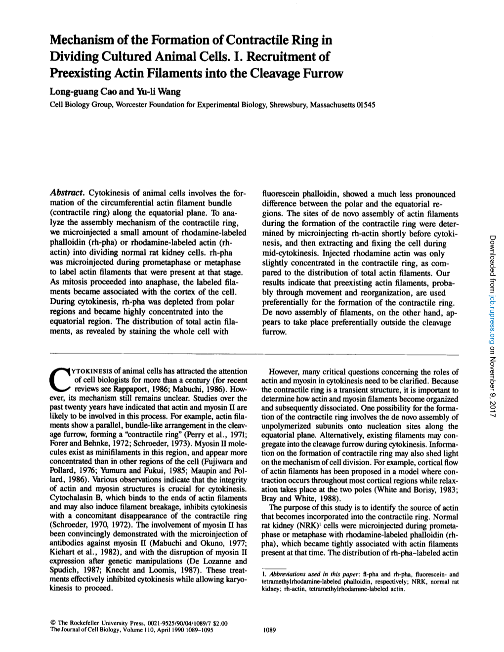 Mechanism of the Formation of Contractile Ring in Dividing Cultured Animal Cells