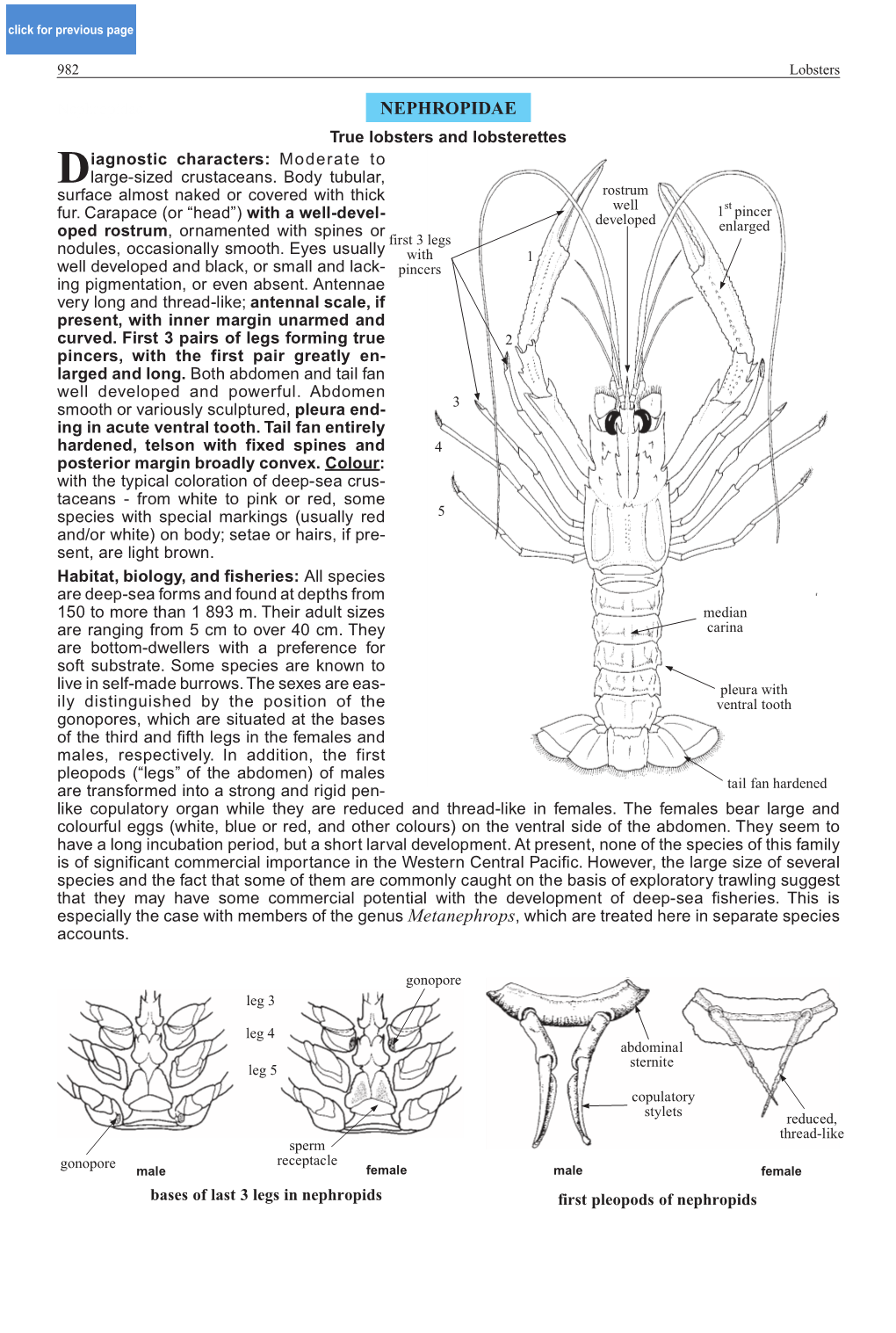 Nephropidae NEPHROPIDAE True Lobsters and Lobsterettes Iagnostic Characters: Moderate to Dlarge-Sized Crustaceans