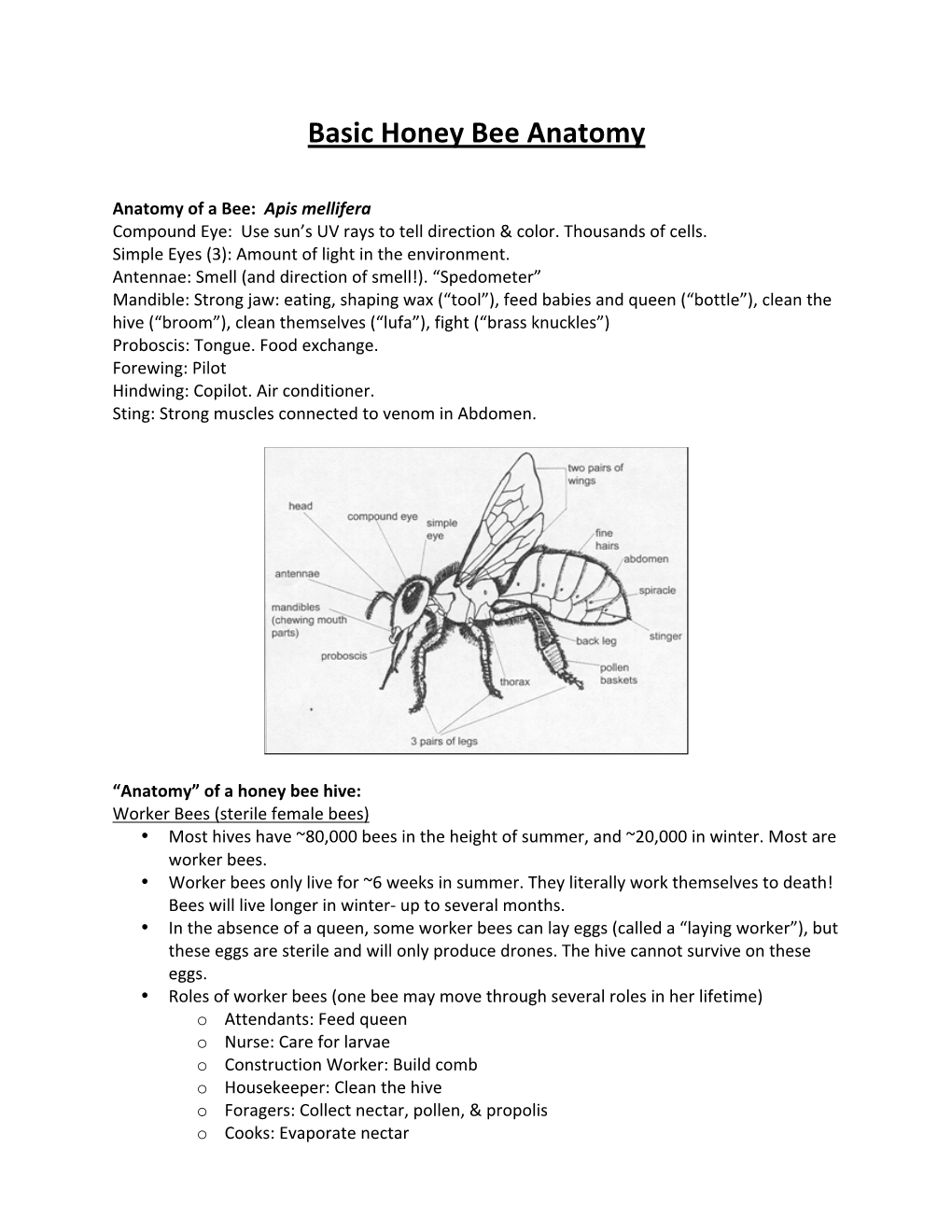 Basic Honey Bee Anatomy