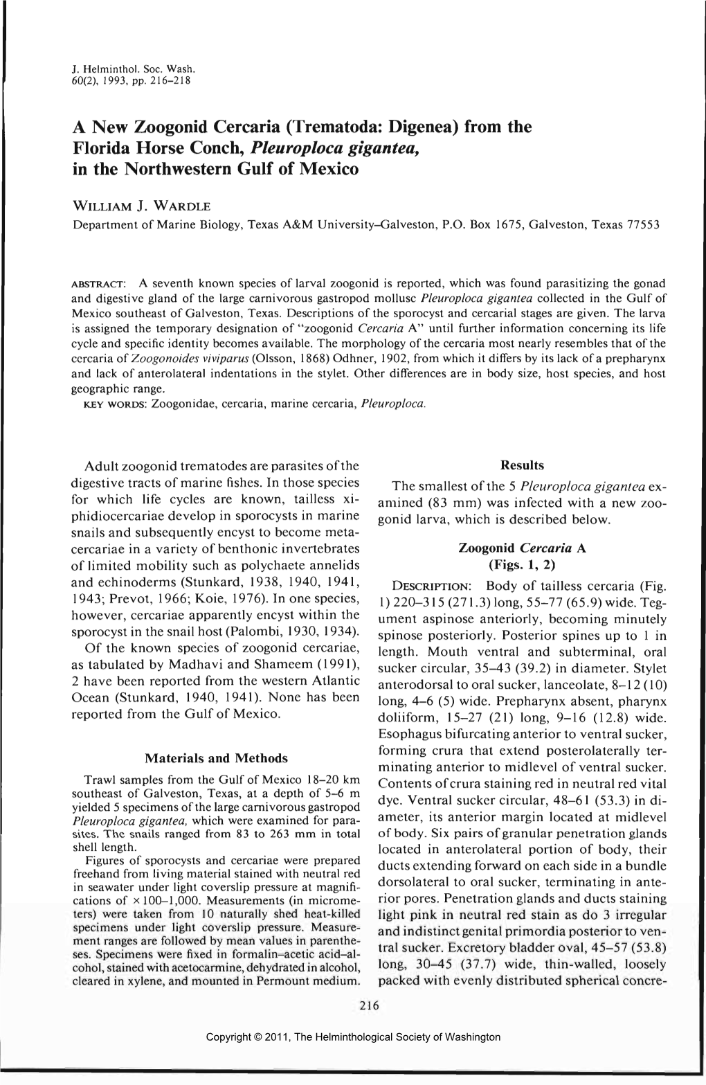 A New Zoogonid Cercaria (Trematoda: Digenea) from the Florida Horse Conch, Pleuroploca Gigantea, in the Northwestern Gulf of Mexico