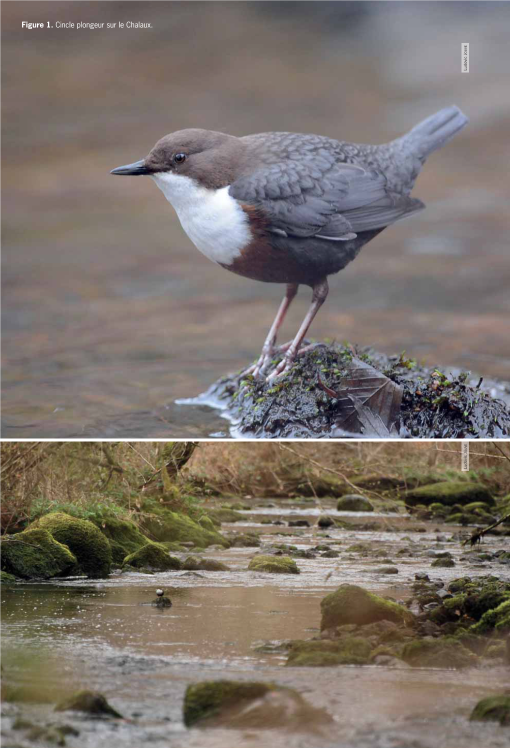 Revue Scientifique Bourgogne-Nature