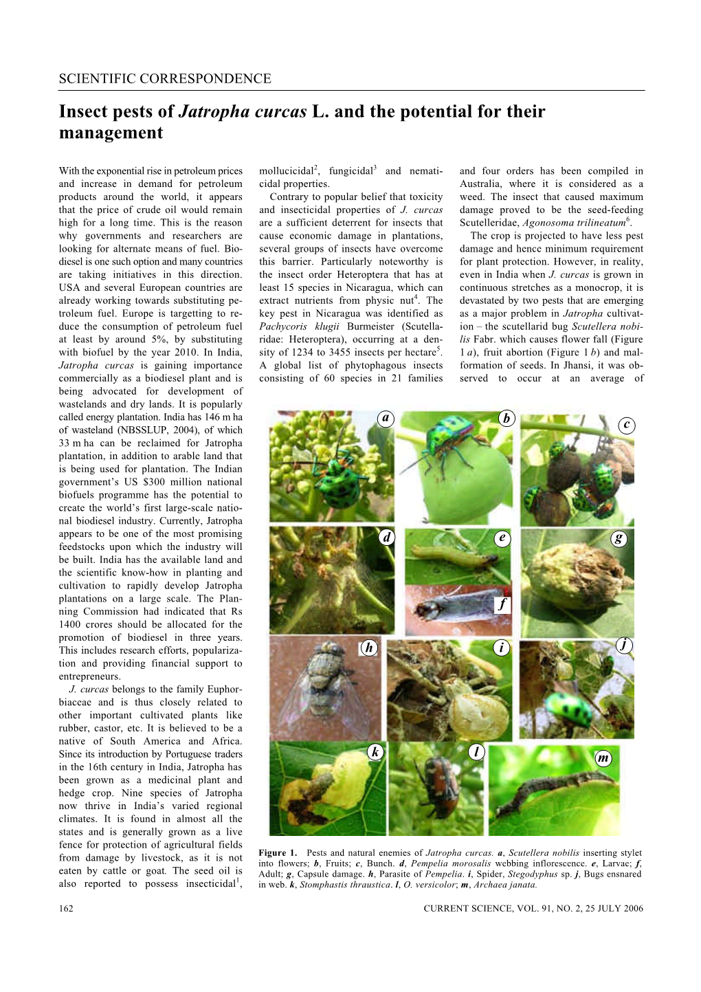 Insect Pests of Jatropha Curcas L. and the Potential for Their Management