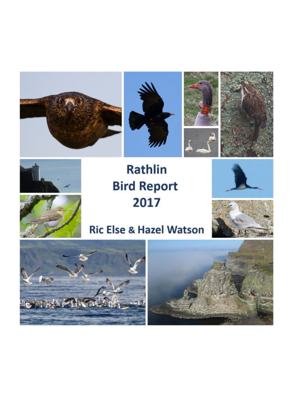 Rathlin Bird Report 2017