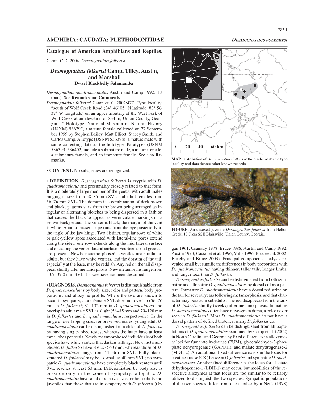 PLETHODONTIDAE Desmognathus Folkertsi Camp, Tilley, Austin, And