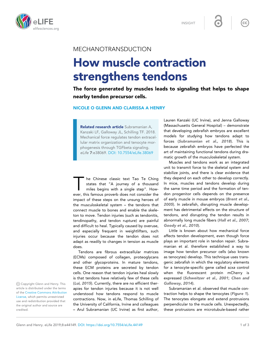 How Muscle Contraction Strengthens Tendons the Force Generated by Muscles Leads to Signaling That Helps to Shape Nearby Tendon Precursor Cells