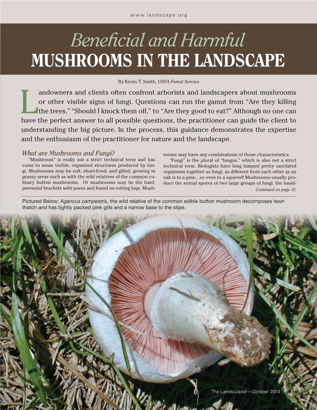 Beneficial and Harmful Mushrooms in the Landscape