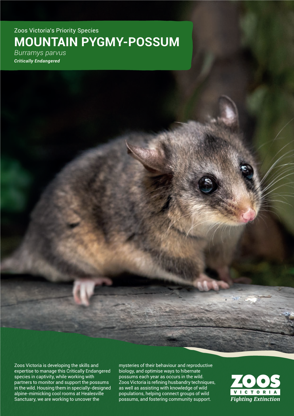 MOUNTAIN PYGMY-POSSUM Burramys Parvus Critically Endangered