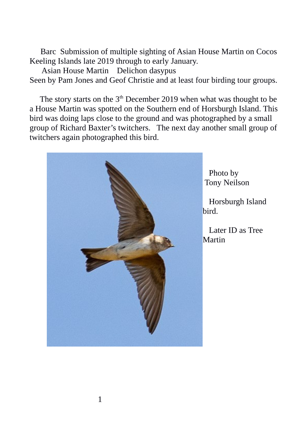 Barc Submission of Multiple Sighting of Asian House Martin on Cocos Keeling Islands Late 2019 Through to Early January