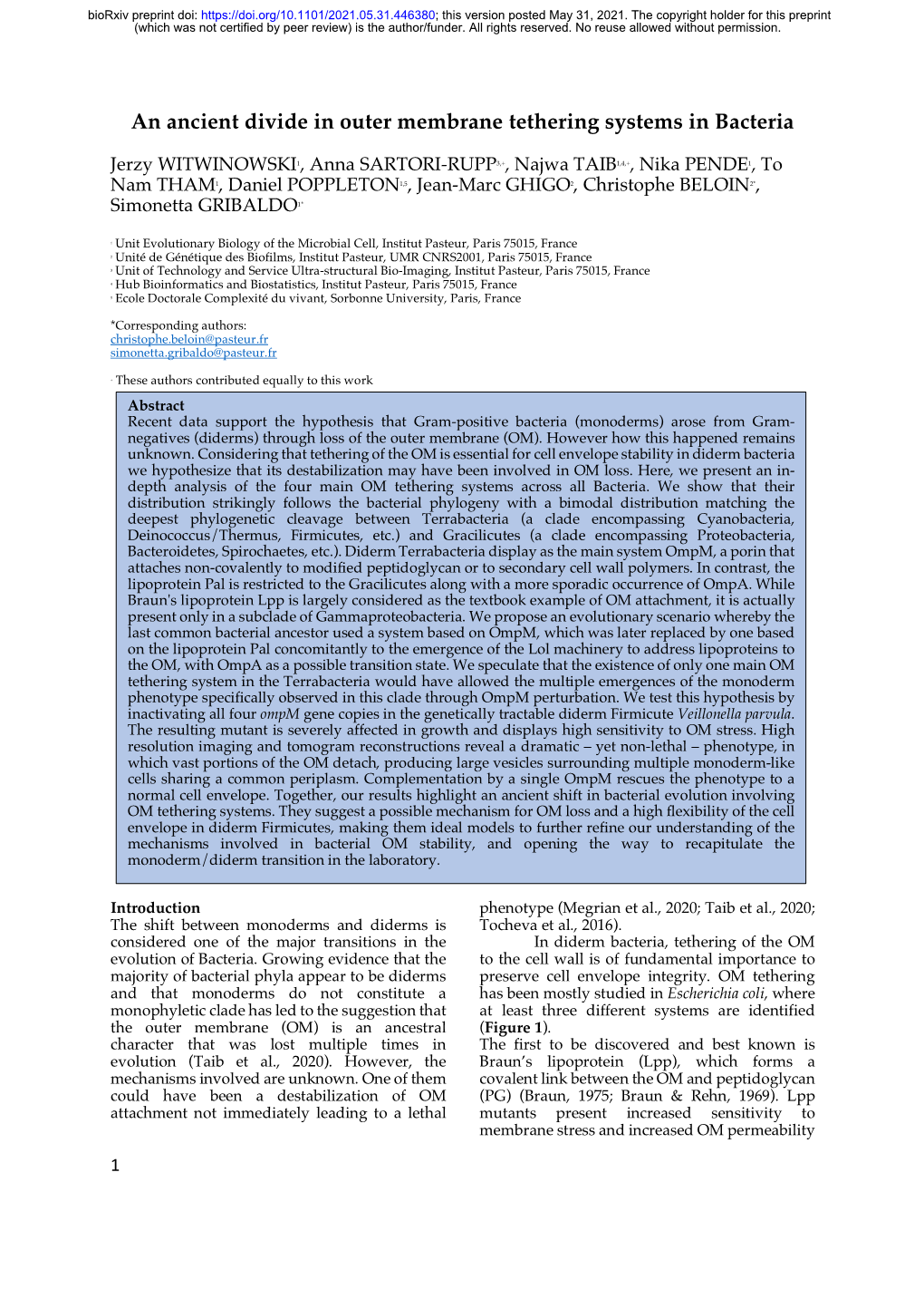 An Ancient Divide in Outer Membrane Tethering Systems in Bacteria