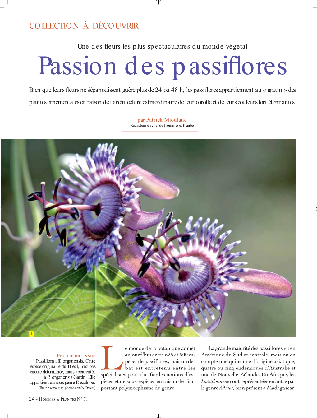 Passion Des Passiflores