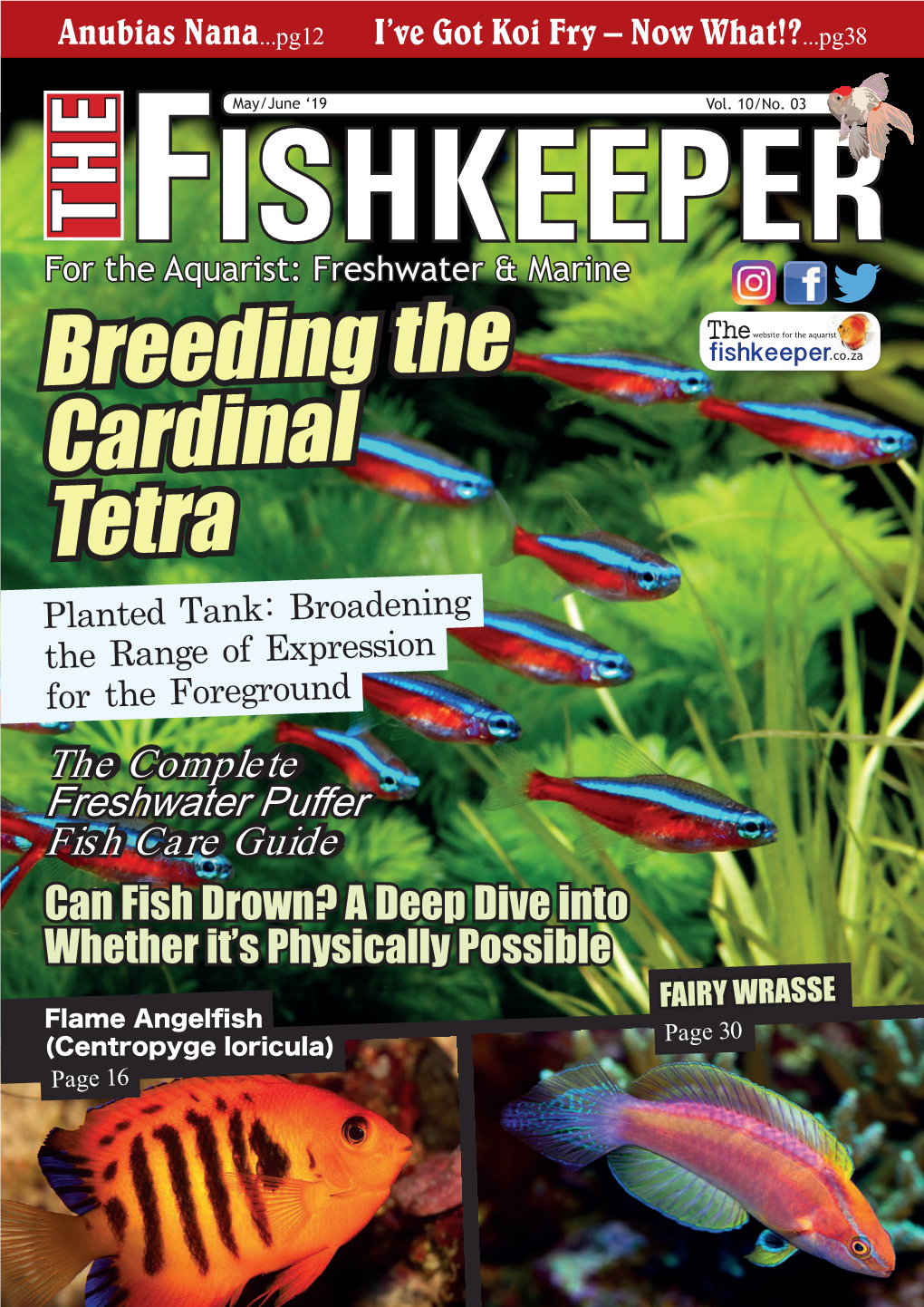 BREEDING the CARDINAL TETRA Techniques to Render Naturalness to an Aquatic Plant Layout Are 04 Absolutely Imperative
