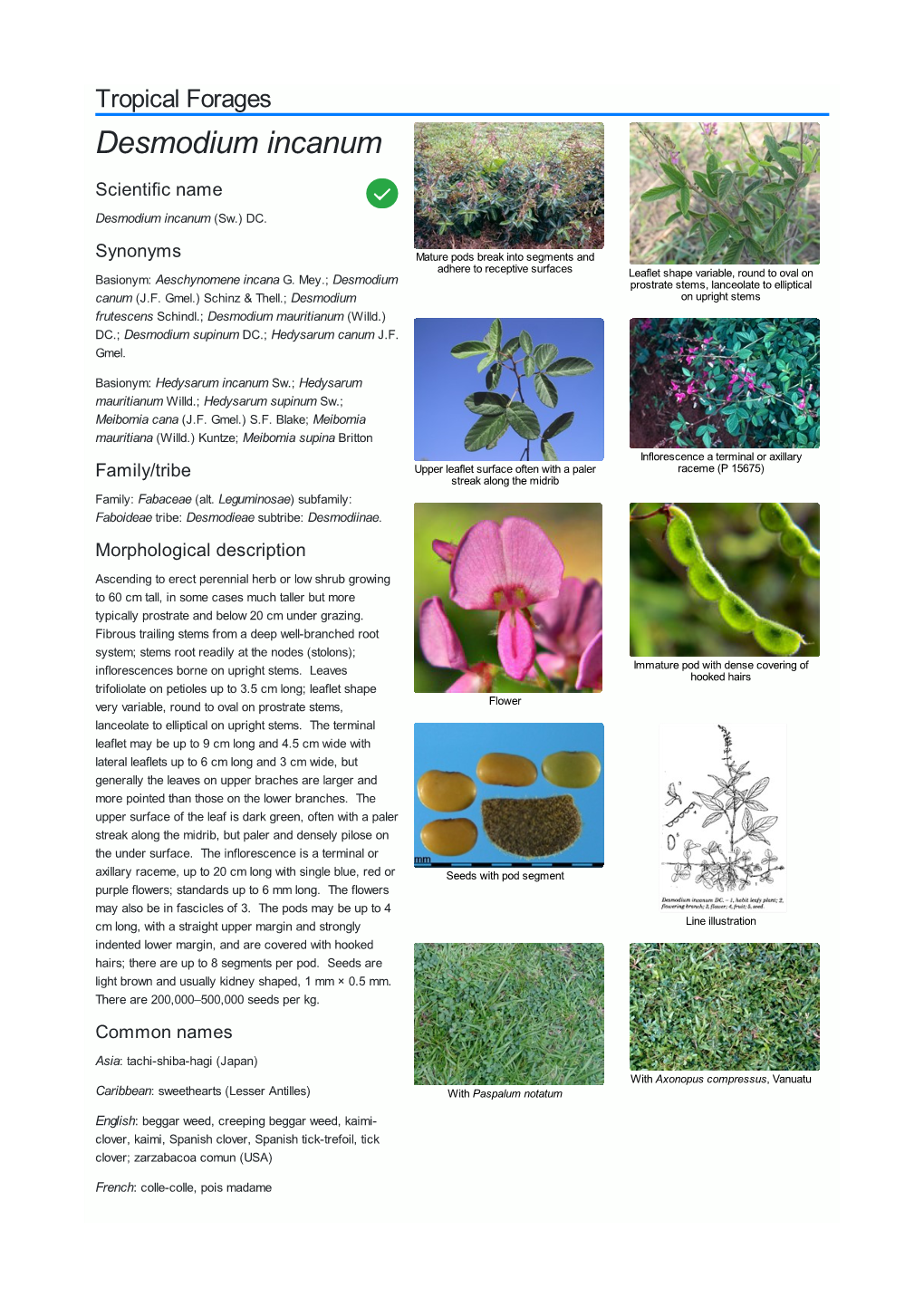 Desmodium Incanum Scientific Name  Desmodium Incanum (Sw.) DC