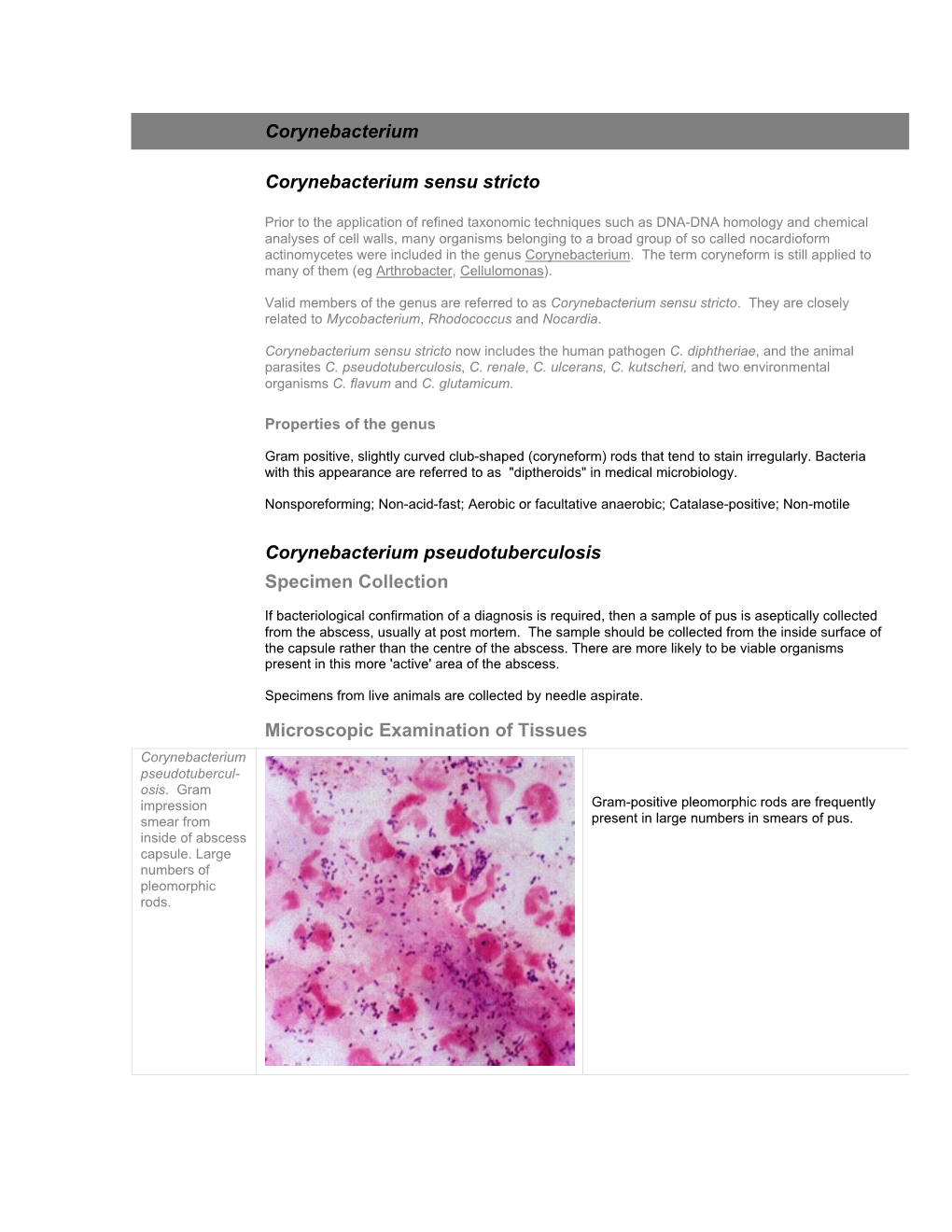 Corynebacterium Corynebacterium Sensu Stricto Corynebacterium