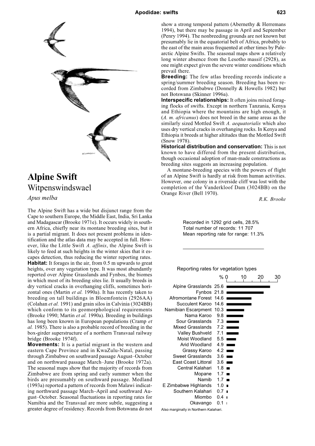 Alpine Swifts