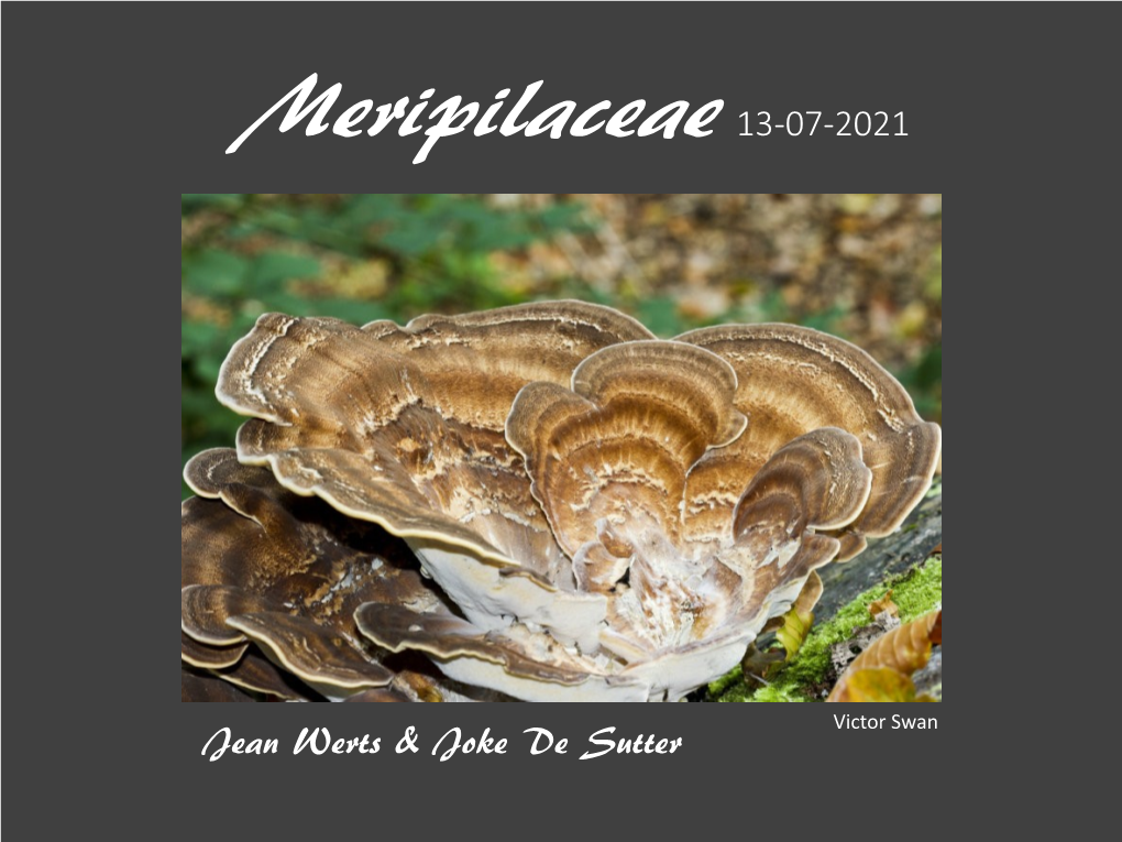 Meripilaceae 13-07-2021