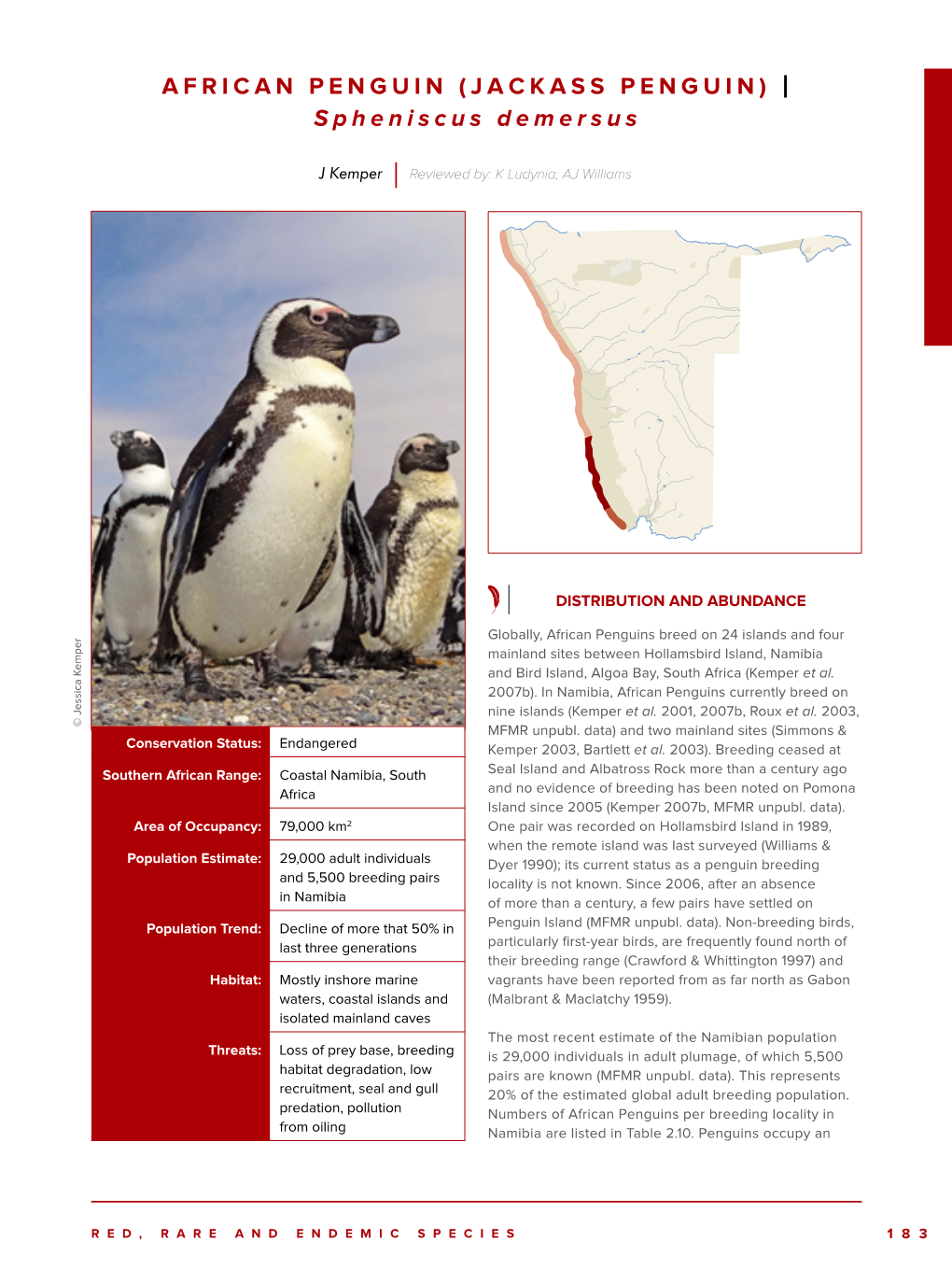 AFRICAN PENGUIN (JACKASS PENGUIN) | Spheniscus Demersus