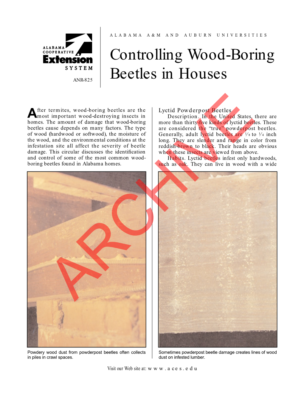 Controlling Wood-Boring Beetles in Houses