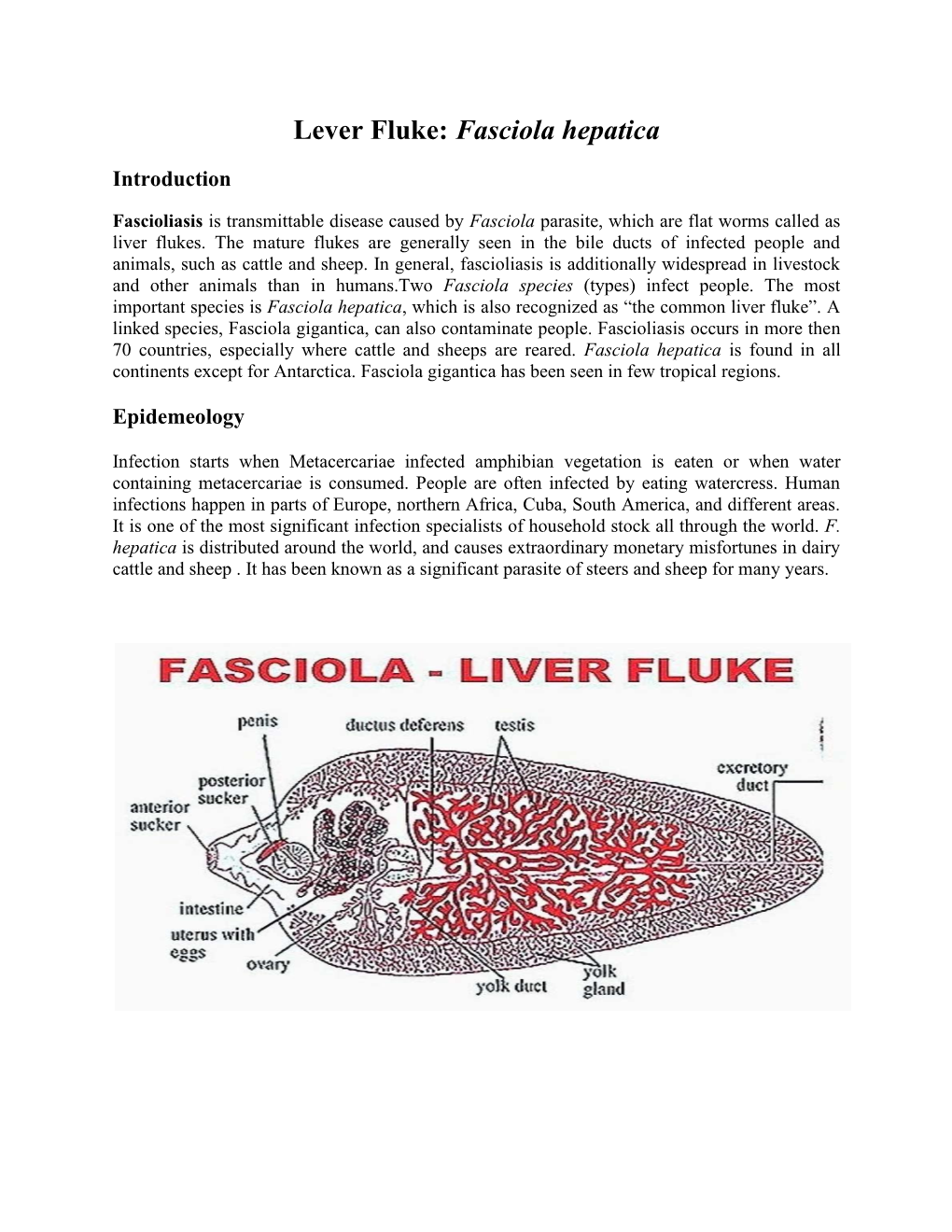Lever Fluke: Fasciola Hepatica