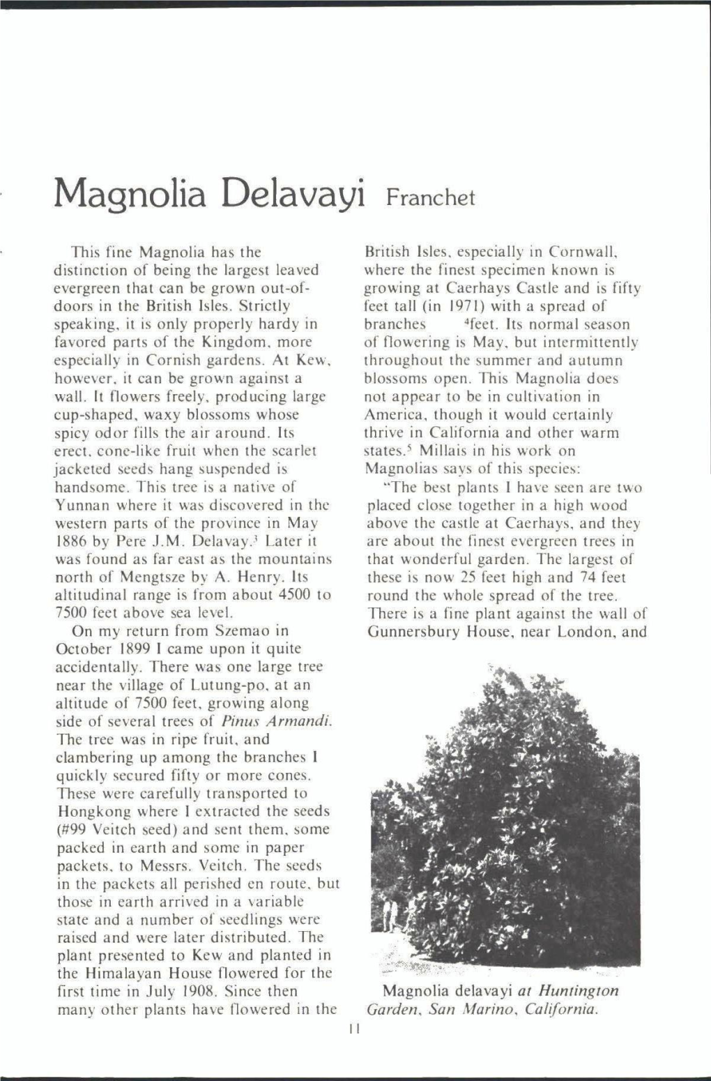 Magnolia Delavavi Franchet