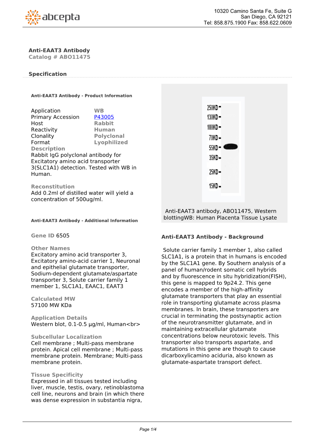 Anti-EAAT3 Antibody Catalog # ABO11475