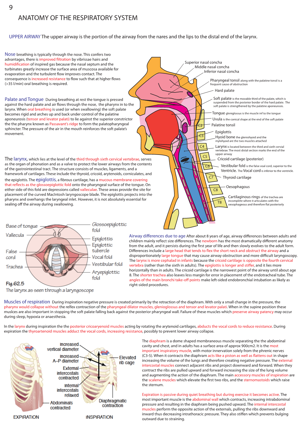 Anatomy of the Respiratory System 1