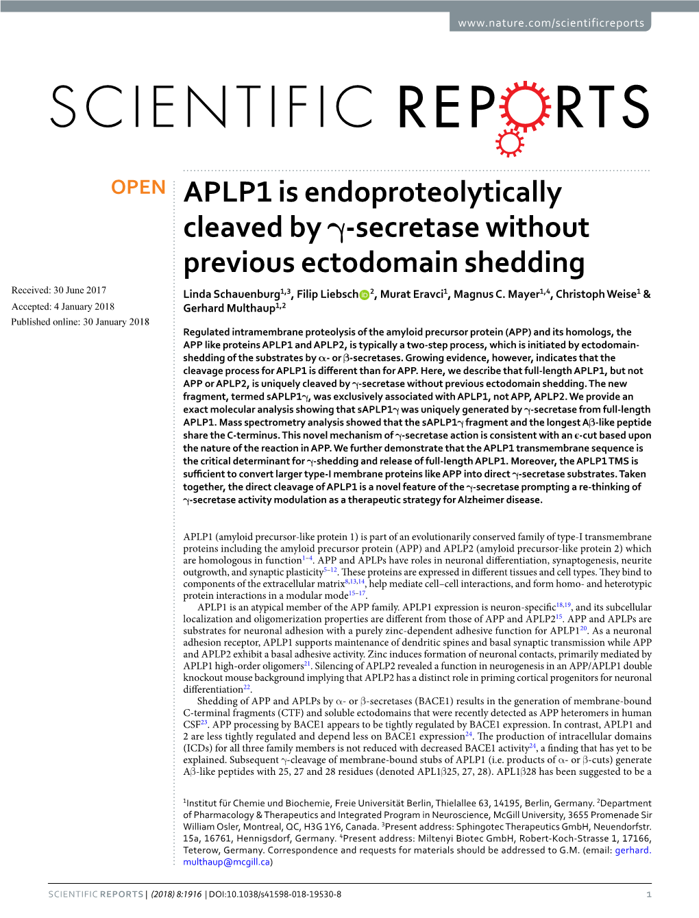 APLP1 Is Endoproteolytically Cleaved by Γ-Secretase Without Previous