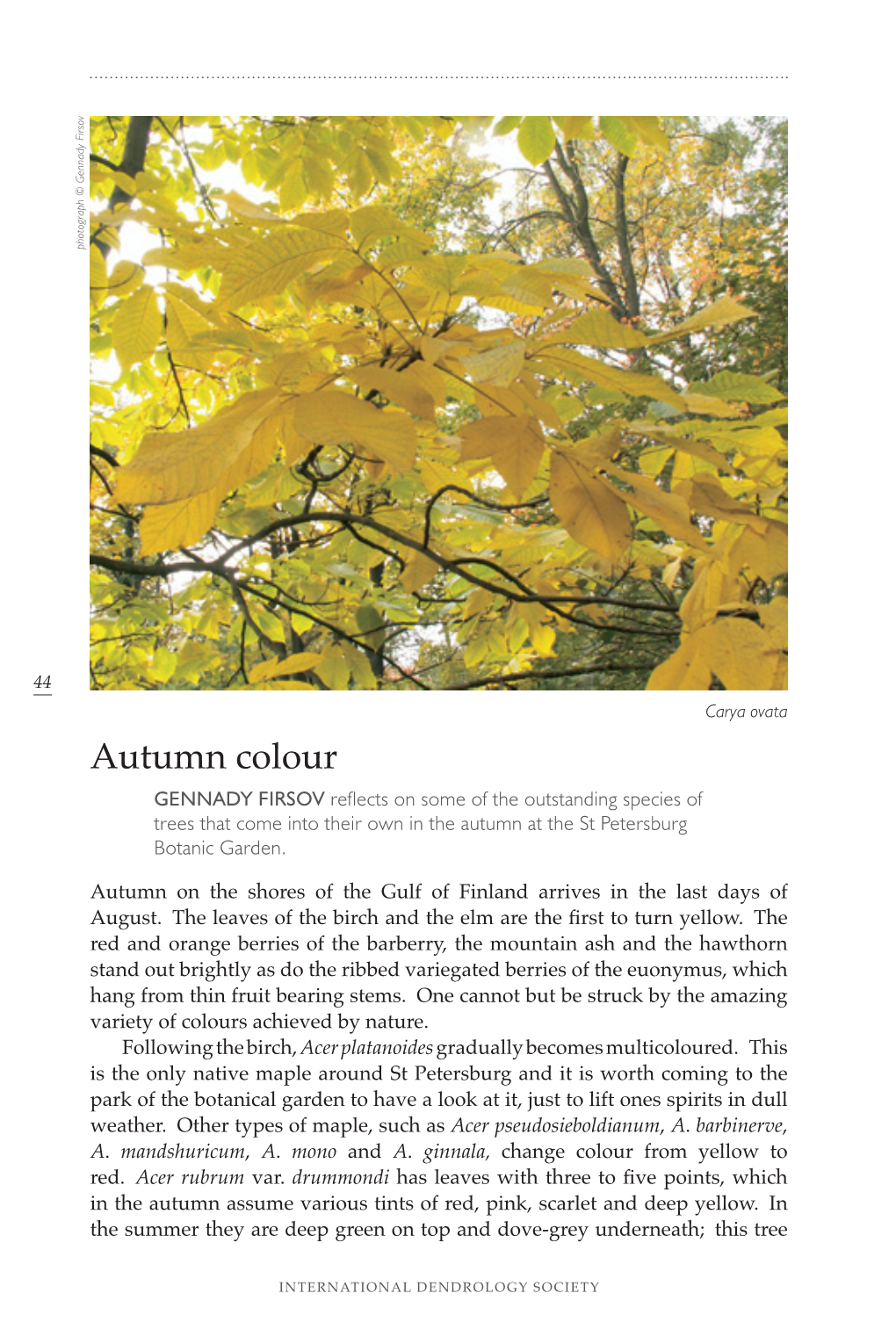 Autumn Colour GENNADY FIRSOV Reflects on Some of the Outstanding Species of Trees That Come Into Their Own in the Autumn at the St Petersburg Botanic Garden