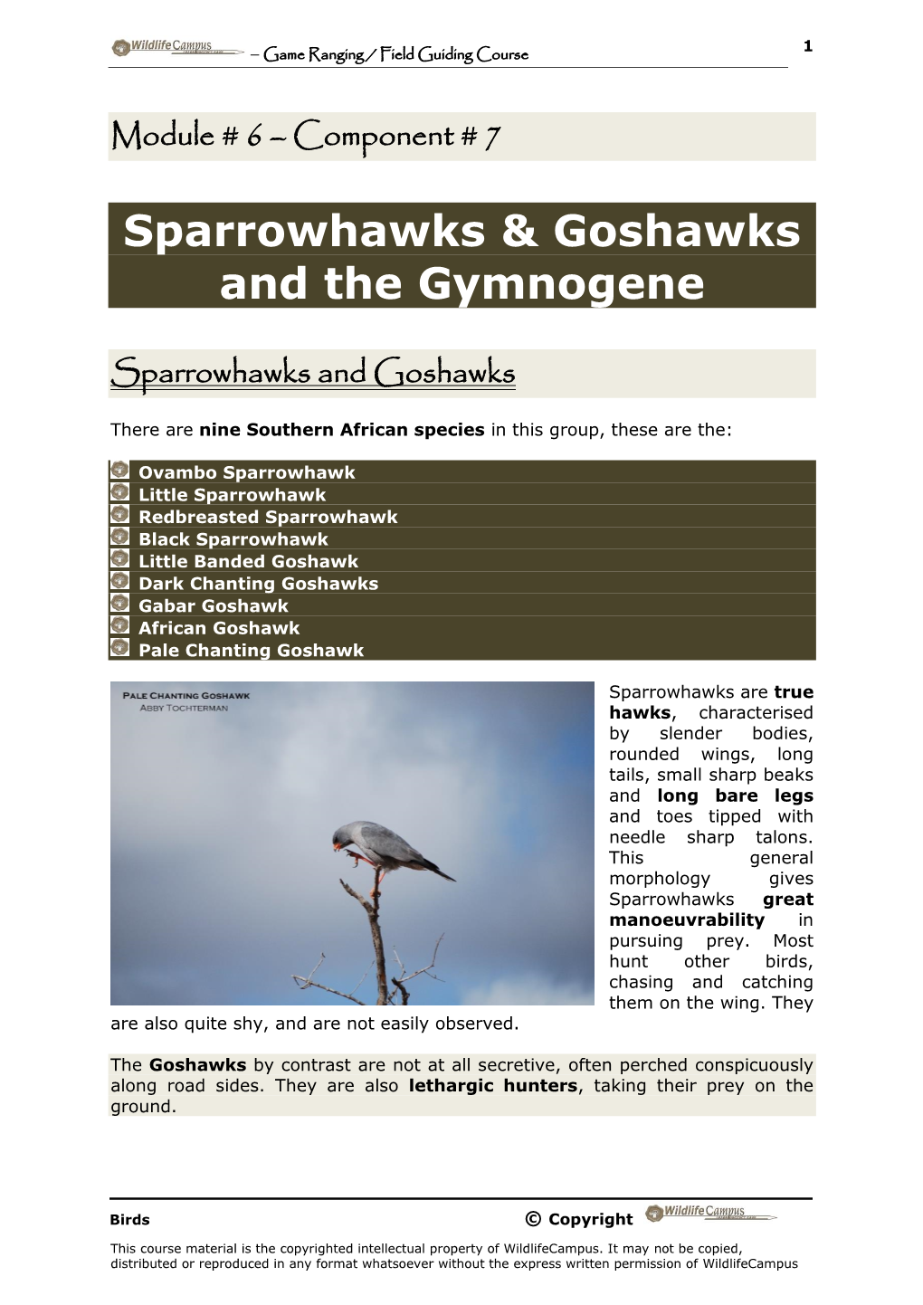Sparrowhawks & Goshawks and the Gymnogene