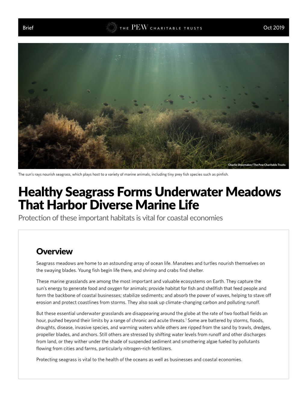 Healthy Seagrass Forms Underwater Meadows That Harbor Diverse Marine Life Protection of These Important Habitats Is Vital for Coastal Economies
