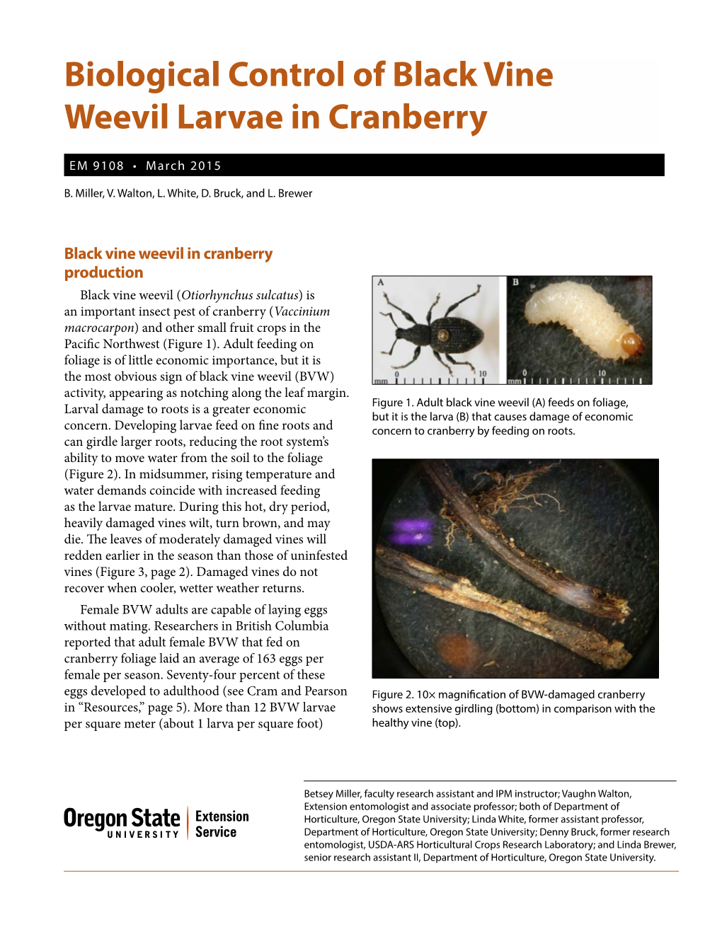 Biological Control of Black Vine Weevil Larvae in Cranberry