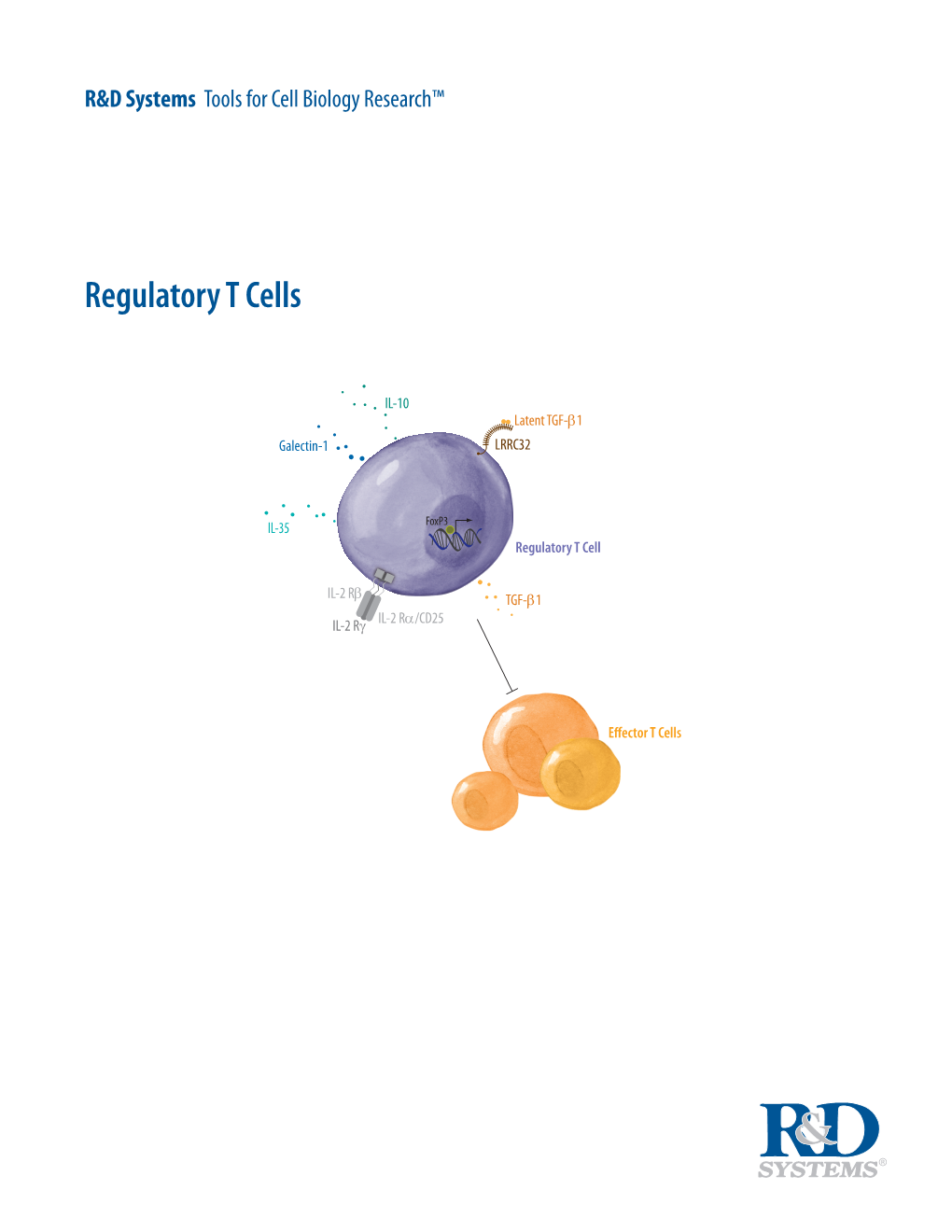 Regulatory T Cells