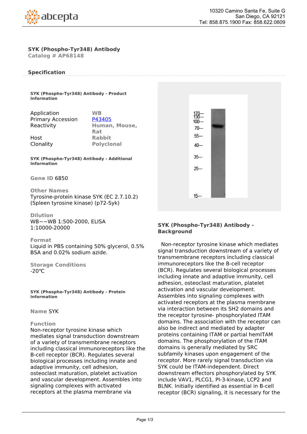 SYK (Phospho-Tyr348) Antibody Catalog # AP68148