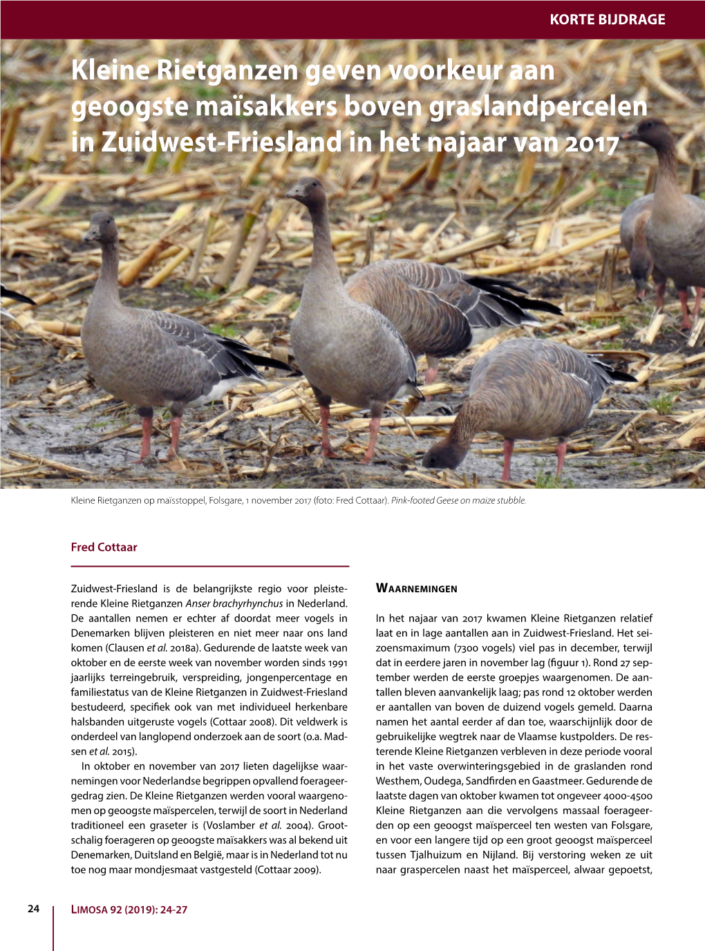 Kleine Rietganzen Geven Voorkeur Aan Geoogste Maïsakkers Boven Graslandpercelen in Zuidwest-Friesland in Het Najaar Van 2017