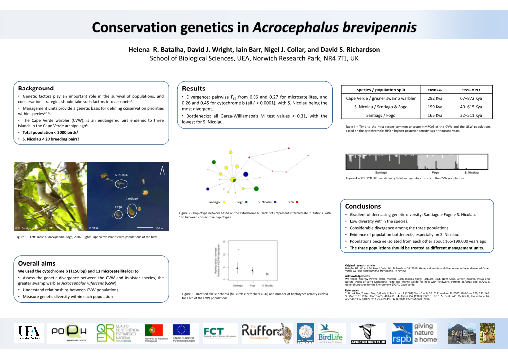 Acrocephalus Brevipennis