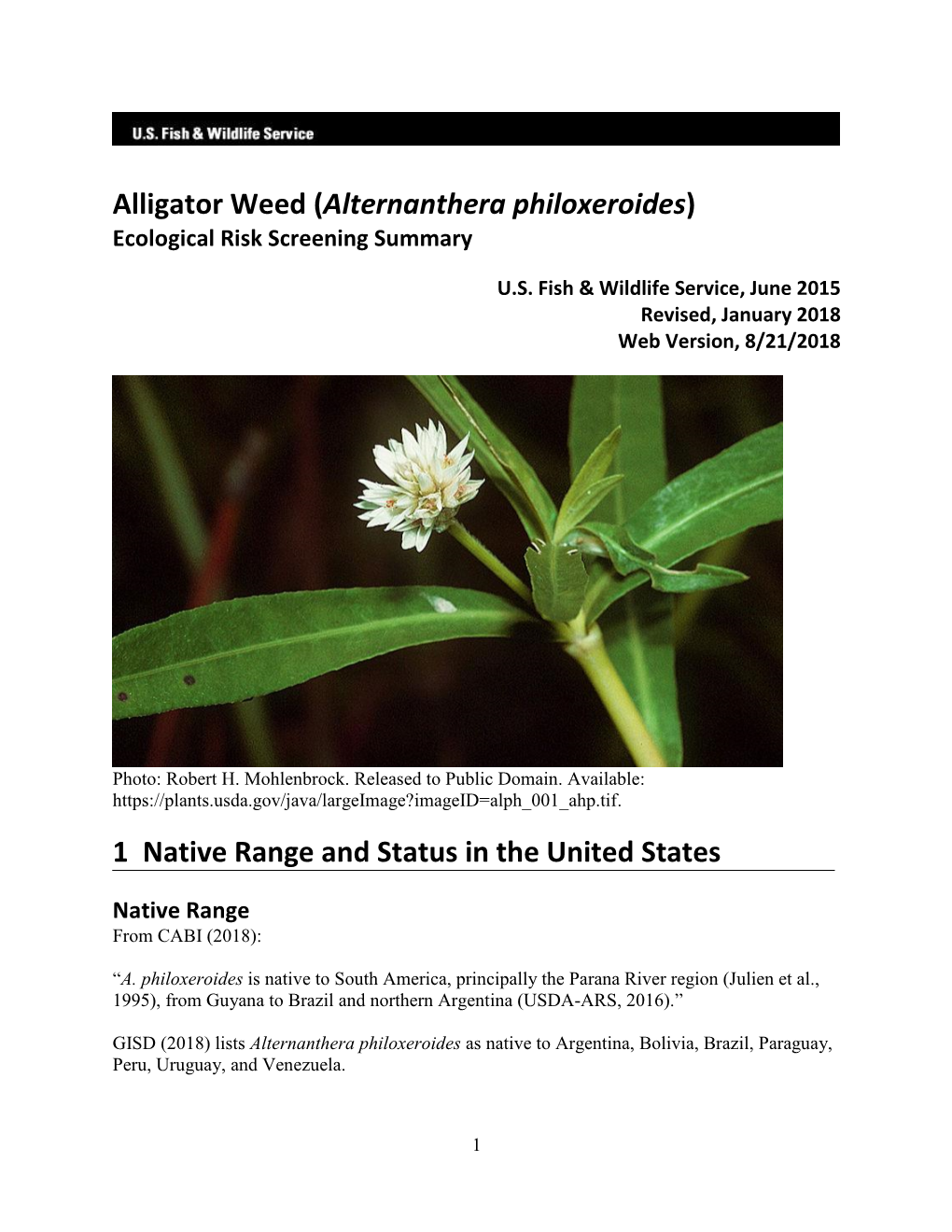 Alternanthera Philoxeroides