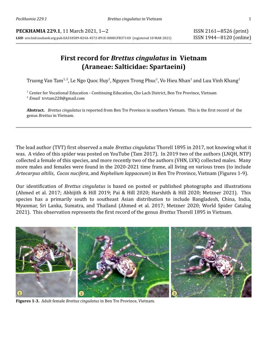 First Record for Brettus Cingulatus in Vietnam (Araneae: Salticidae: Spartaeini)