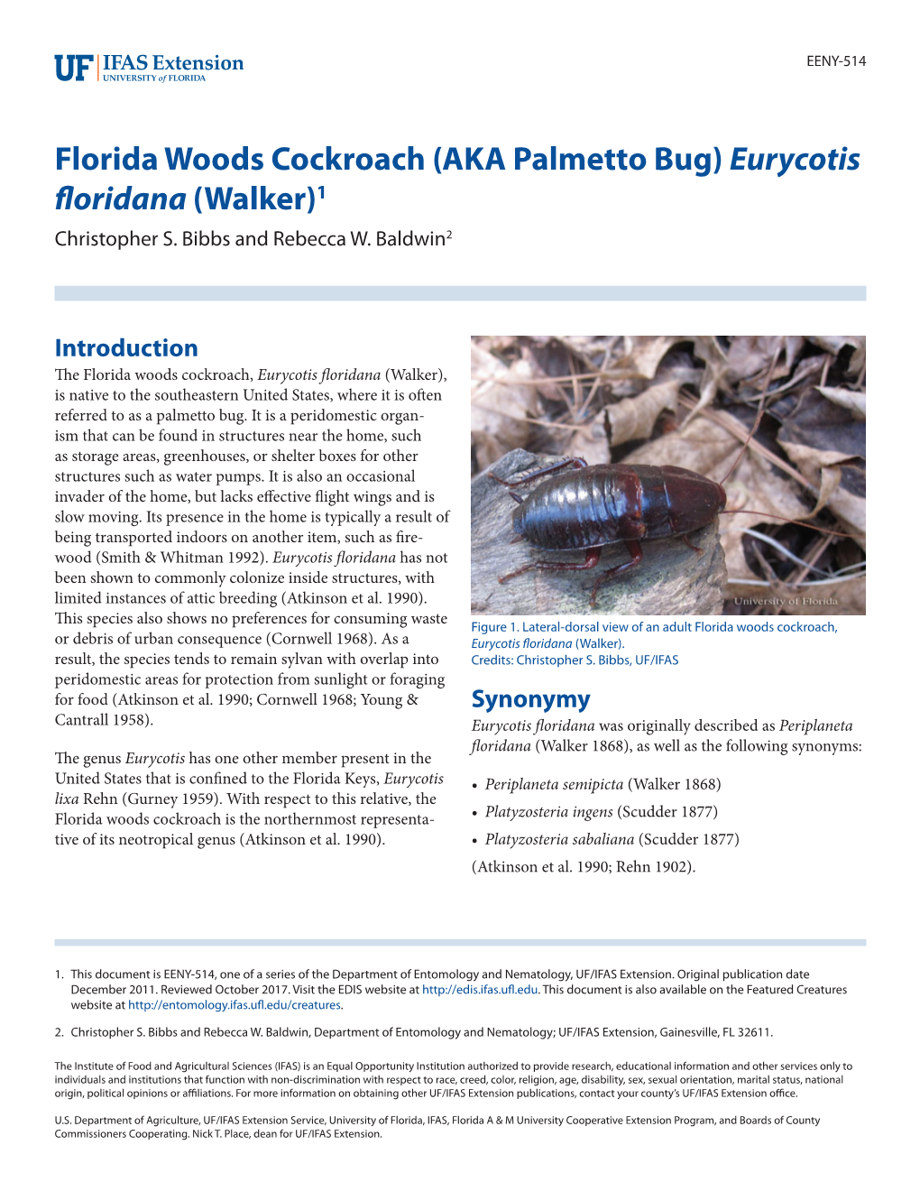 Florida Woods Cockroach (AKA Palmetto Bug) Eurycotis Floridana(Walker) 1 Christopher S