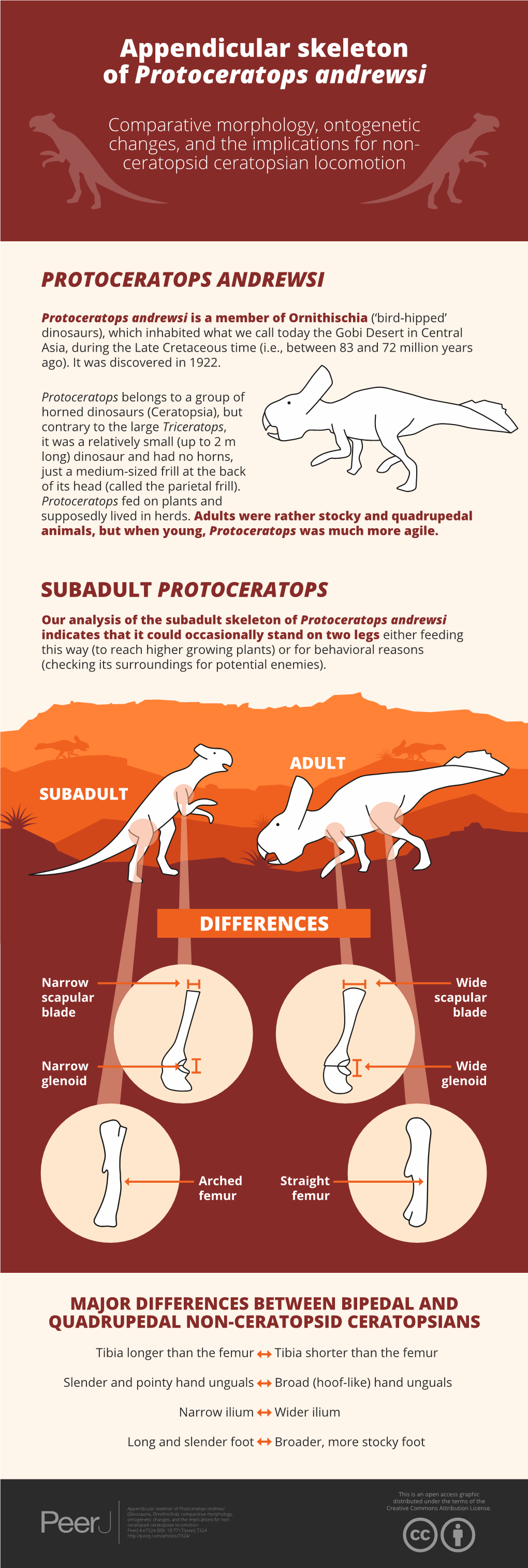 Appendicular Skeleton of Protoceratops Andrewsi